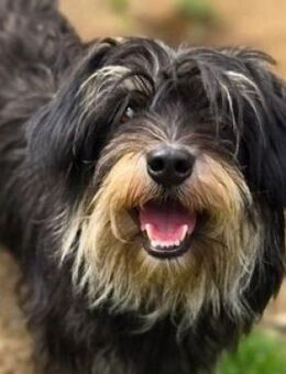 Kleine DIXIE sucht Zuhause - Gefrees