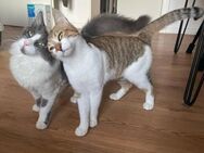 Gigi und Glorious aus dem Tierschutz - Grevenbroich