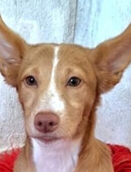 Piccolina - quirliges Hundemädel - Mettmann