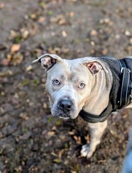 Lieber Steff Mischling Rüde zu kaufen - Altenkrempe