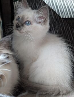 Heilige Birma Kitten Rasse dürfen im August ausziehen, weißes Fell blaue Augen blue Point - Lüneburg