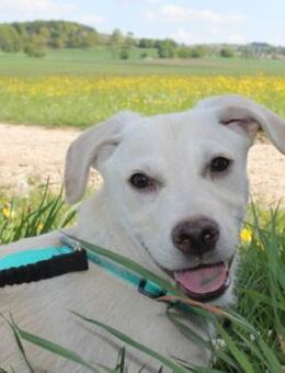 Steven auf Pflegestelle in Bayern - Bad Vilbel