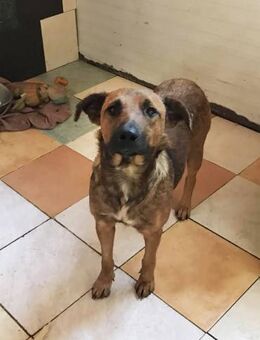 GABI - nach dem Spielen richtig schmusen - Overath