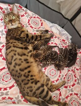 Bengal Kitten geboren 29.06.2025 - Hamburg