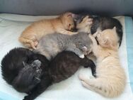 Kitten BKH + American Curl mix Katzenbaby - Großenhain