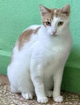 Latte, fröhliche Katzendame, ca. 4 Jahre - Vaterstetten