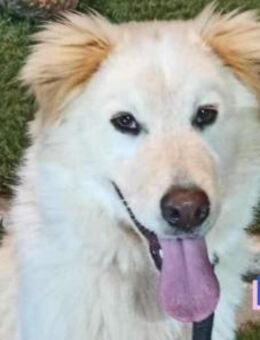 Ben 07/23- Familienhund sucht Anschluss - Heppenheim (Bergstraße)
