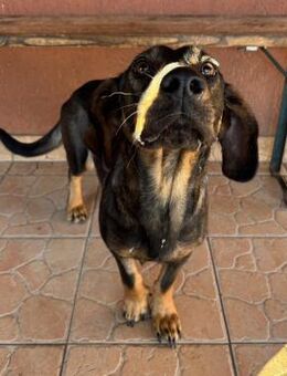 🌟 Paula Treues Hundeseelchen - Kassel