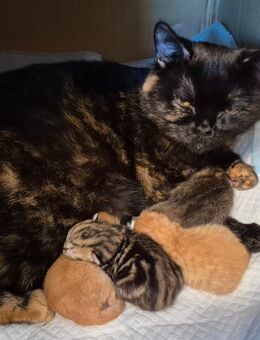 Süße BKH Kitten - Bördeland