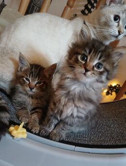 Noch 2 maine coon mix kitten weibchen - Bad Kissingen
