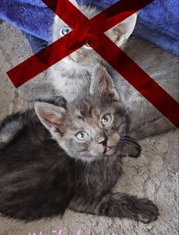 Mainecoon Mix Kitten - Berge (Brandenburg)