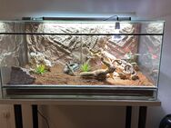 Zwergbartargame mit Terrarium - Pliezhausen