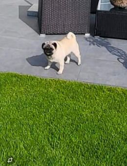 Liebevolle Mops-Hündin (8 Jahre) sucht dringend ein neues Zuhause - Selm