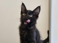 Maine coon Mix Kitten - Bous