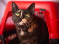 Luna aus dem Tierschutz - Grevenbroich