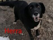 HERRA ❤ sucht Zuhause oder Pflegestelle - Langenhagen