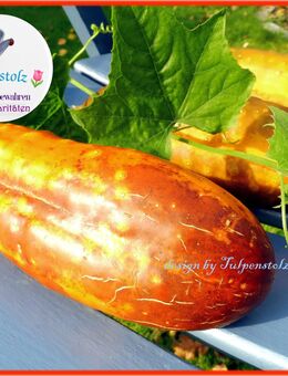 ♥ Bio Rote Hmong Gurke Samen Alte Sorte Netzgurke Tulpenstolz BIO Sikkim samenfest Freiland Sorte - Hamburg