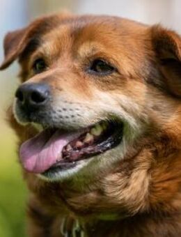 Noch eine Chance für Raffi? - Bad Belzig