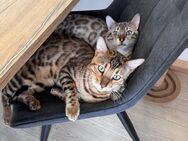 2 Bengal Kater - Münster