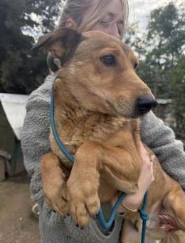 Pityke - lieber Hundemann sucht Familie - Köln