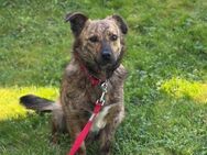 🐾 Sensibler Herzenshund Billy - Kassel