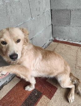 Wunderschöne anhängliche Nejla sucht Zuhause - Bergneustadt