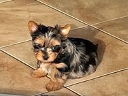 Yorkshire Terrier reinrassig suchen Kuschelplatz !! - Wurzbach