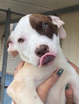 Loris im Canile - Bad Vilbel