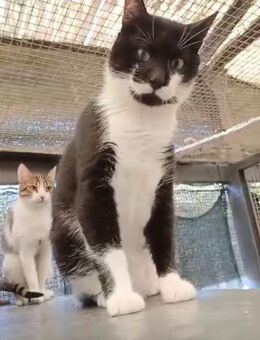 Delpiero großer Kater mit Hasenherz - Oberhausen (Rheinland-Pfalz)