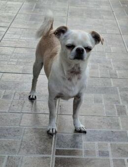 Loki, Miniwachhund sucht Familie - Unterföhring