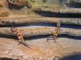 Leopardgecko mit Terrarium und Technik in 37170