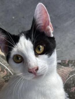 Janosch, kleiner Pirat, ca. 7 Monate - Vaterstetten