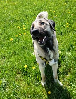 Shalee, Blinde Kangal Hündin - Münsingen