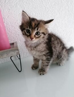 Flauschiges Katzenmädchen, Kitten, Katzenbaby - Gelnhausen