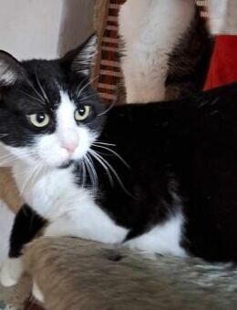 PISU (freundlich, sozial) - Köln