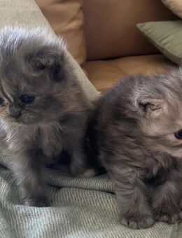Britisch Langhaar Kitten blue & tricolor - Rothenburg (Tauber)