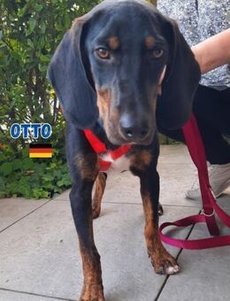 Otto - Liebenswertes Schlappohr - Heppenheim (Bergstraße)