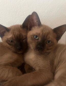 Burmese Burma Mix, Siam Mix , Kitten - Schorndorf (Baden-Württemberg)
