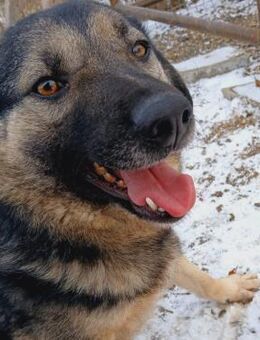 🆘NOTFALL Katy wartet und wartet....🆘 - Eislingen (Fils)