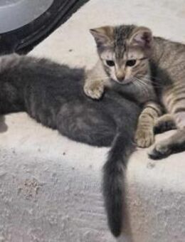 Finn gibts nur im Doppelpack - Augsburg