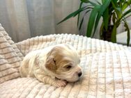 Maltiboo Welpen ähnlich wie Maltipoo/ Babyhunde - Lohmar