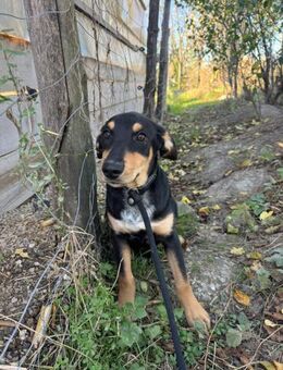 Unsere Funny sucht ihre Seelenheimat - Gerlingen