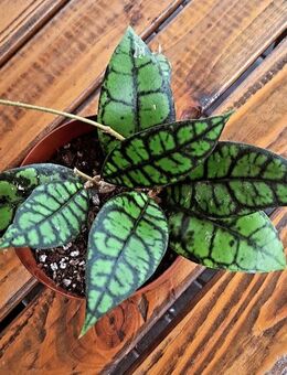 Hoya callistophylla Black cat *selten* - Papenburg Zentrum