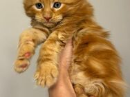 ❤️Maine coon XXXL Kitten❤️ - Rimpar