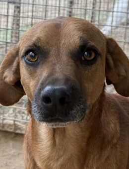 JEIK - Schau mir in die Augen, Kleines - Dänischenhagen