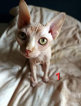 Sphynx Katzen Kinder (weiblich) suchen ein neues Zuhause - Berlin Marzahn-Hellersdorf