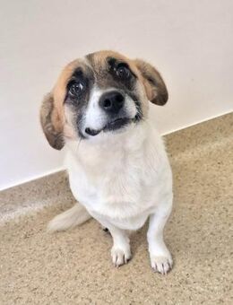Baloo sucht ein Zuhause - Enger (Widukindstadt)