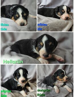 Australian Shepherd Aussi Welpen - Wolfsburg