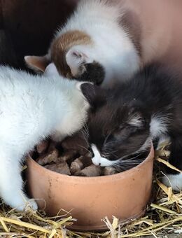 Katzenbabys - Halberstadt