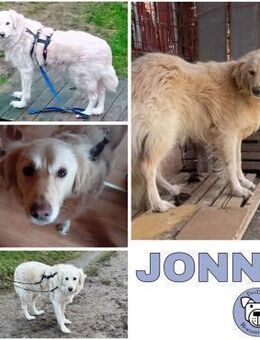 JONNE -sucht ruhiges Zuhause- - Duisburg